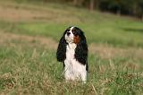 CAVALIER KING CHARLES 726